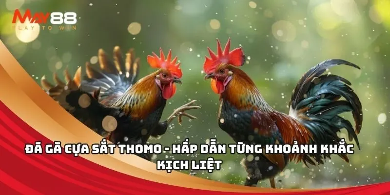 Đá gà cựa sắt Thomo