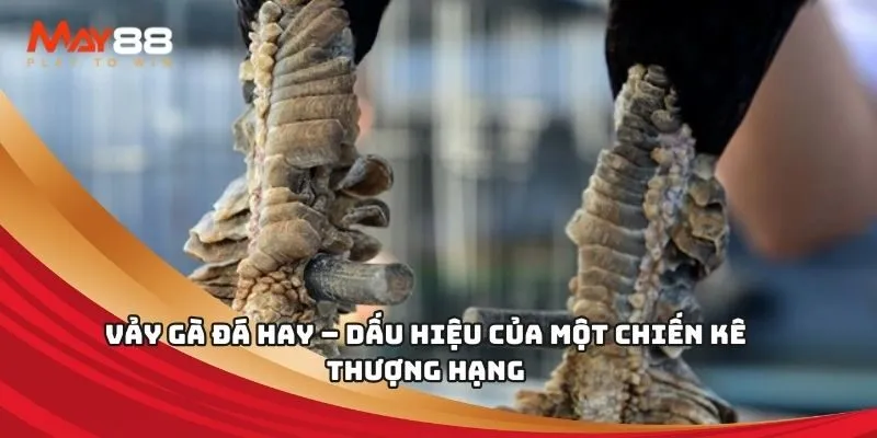 Vảy gà đá hay